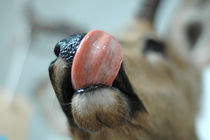 Taxidermy Deer tongue 
