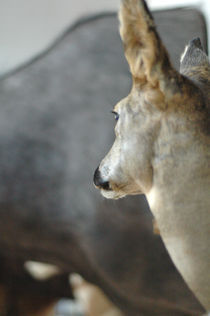 Taxidermy Deer by Rosa Mathijssen