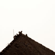 pigeons on the roof by Miro Polca