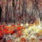 Zauberwald-08-drachenblut-jpg-large