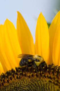 Bee on Sunflower by Tom Warner