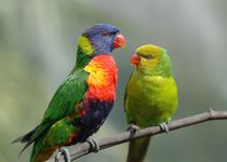 Birds in Love by Tom Warner