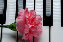 Carnation on a Keyboard by Tom Warner