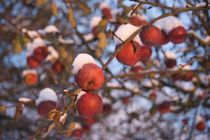 Red apples in snow by Stas Kalianov