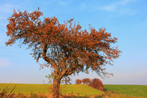 Baum im Herbst von Wolfgang Dufner