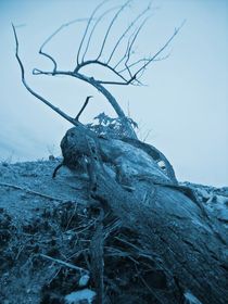 Twisted Dead Tree by Robert Ball