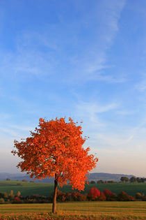 Ahorn im Herbst by Wolfgang Dufner
