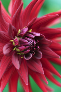 Red Dahlia 'Country Boy' Variety by Neil Overy