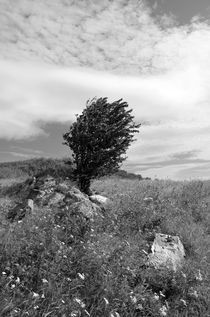 Baum auf der Weide by Thomas Brandt