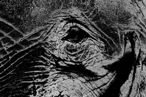 Elefant-black-white
