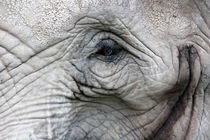 Elefantenauge by Thomas Brandt