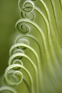 Palm Fronds Curling Open by Neil Overy