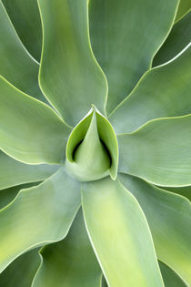 Agave attenuata plant by Neil Overy