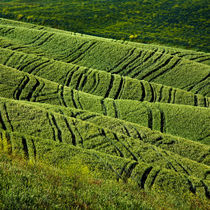 Tuscan wheat field folds by Ken Crook