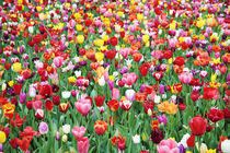 Field of Mixed Tulips by Neil Overy