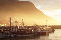 Fishing Boats at Dawn, Kalk Bay, South Africa by Neil Overy