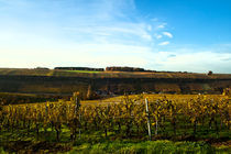 Mosel Vineyard  by Perry Dolmans