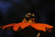 Sweet Nectar by Tom Warner