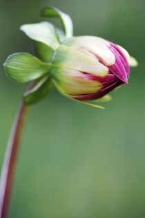 Red Dahlia Flower Bud Opening by Neil Overy