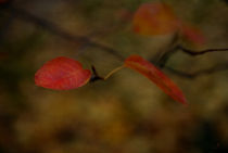 autumn colors III von hannes cmarits