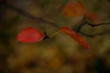 20111027-dsc-9943-autumn-texture-sig