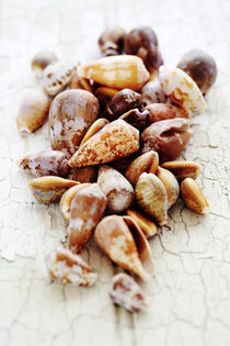 Shells on Wood von Neil Overy