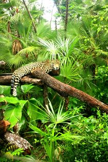 Jaguar im Dschungel im Regenwald von Belize von Mellieha Zacharias