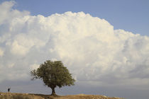 Tamarisk tree (Tamarix Aphylla) on Tel Nagila von Hanan Isachar