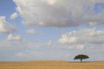 Acacia raddiana in the Northern Negev by Hanan Isachar