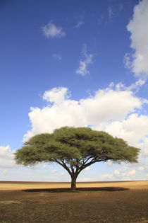 Acacia raddiana in the Northern Negev