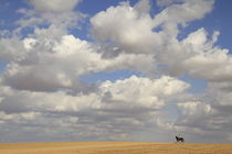 Horse rider in the Northern Negev  by Hanan Isachar