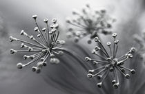 schönes Blumenbild von Jens Berger