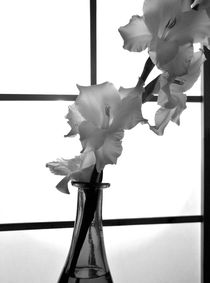 gladiolus monochromatic by Magdalena  Dudka