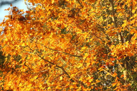 Herbstgold3