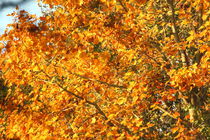Herbstgold von michas-pix