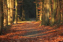 Waldweg im Herbst von michas-pix