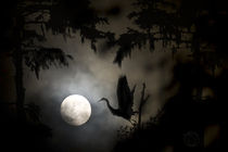 Cypress Moon by Tom Warner