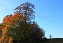 Bäume im Herbst von Wolfgang Dufner