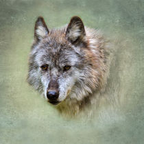 Grey Wolf by Louise Heusinkveld