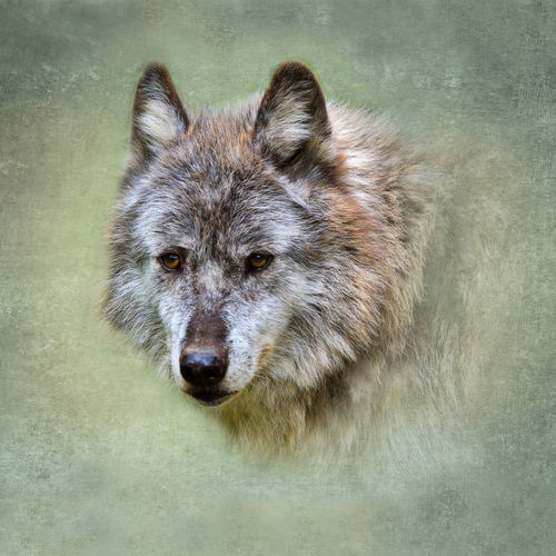 Wolf0622a