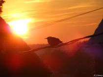 Sunset Bird von Joel-Lilian Conway