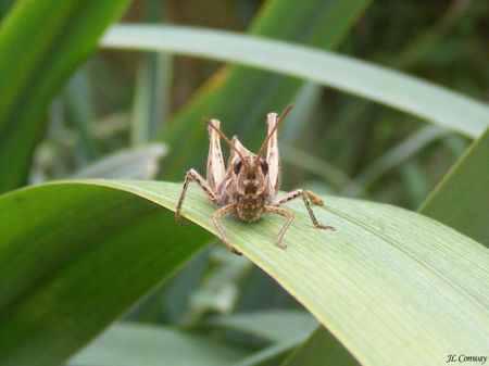 Front-grasshopper