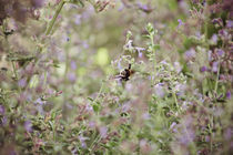 Bumblebee von Nina Herzog