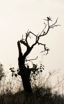 Tree with Bird  von Ramon Cami