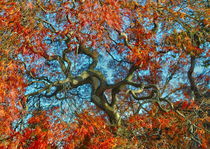 JAPANESE TREE IN AMERICA. NY. by Maks Erlikh