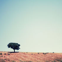Lonely tree in the field by Amirali Sadeghi