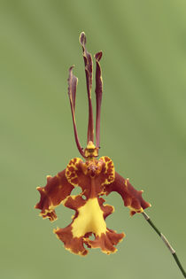 'Schmetterlings Orchidee - butterfly orchid' by monarch