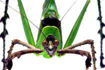 Insekt - Makro - frontal by jaybe