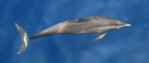 Maldives Dolphins 1 von Kai Kasprzyk