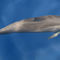 Dolphinzoom0921